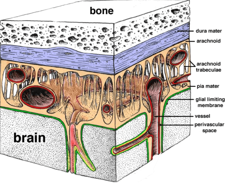 Meninges – Learn Human Anatomy